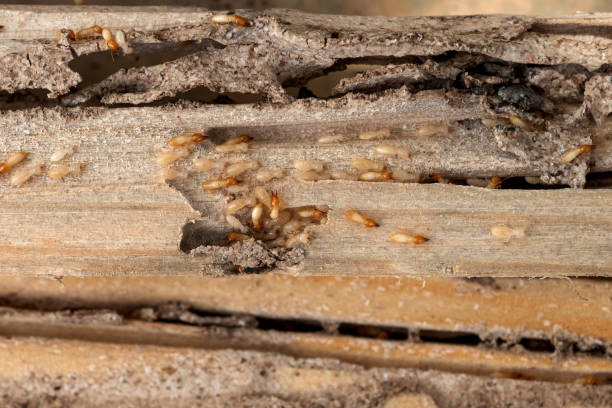 Best Pest Removal Services  in Kershaw, SC